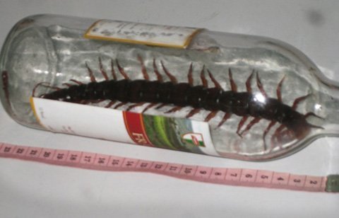 Xuất hiện Rết khổng lồ dài 24cm